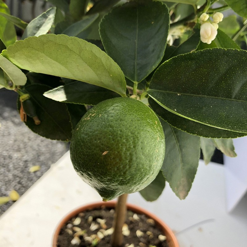 LIME TAHITI ou CITRON VERT / Citrus latifolia  plante en pot