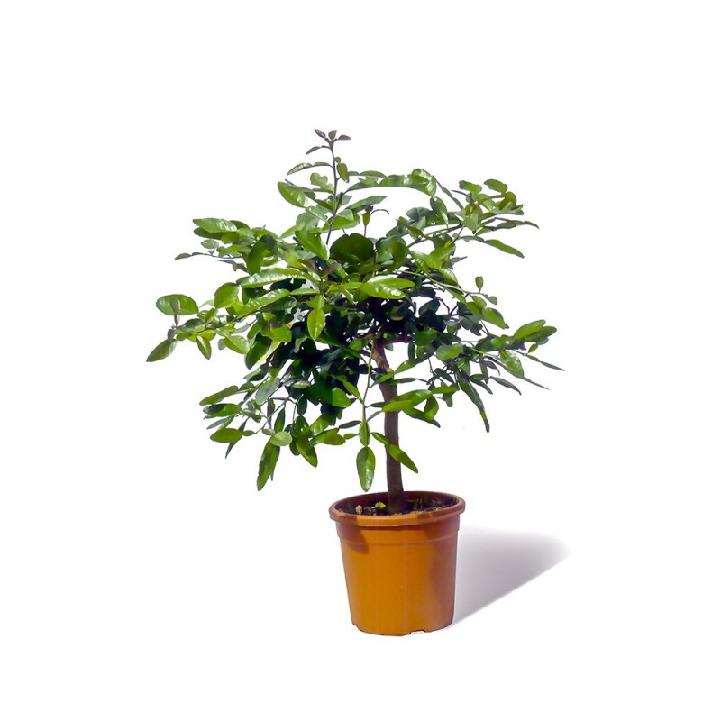 COMBAVA / Citrus hystrix