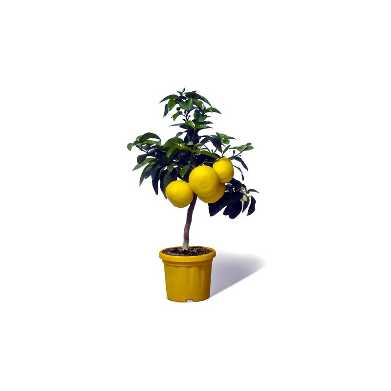 POMELOS JAUNE / Citrus paradisi arbuste en fruit, culture en pot