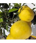 POMELOS JAUNE / Citrus paradisi fruits sur plante