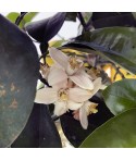 POMELOS JAUNE / Citrus paradisi fleurs