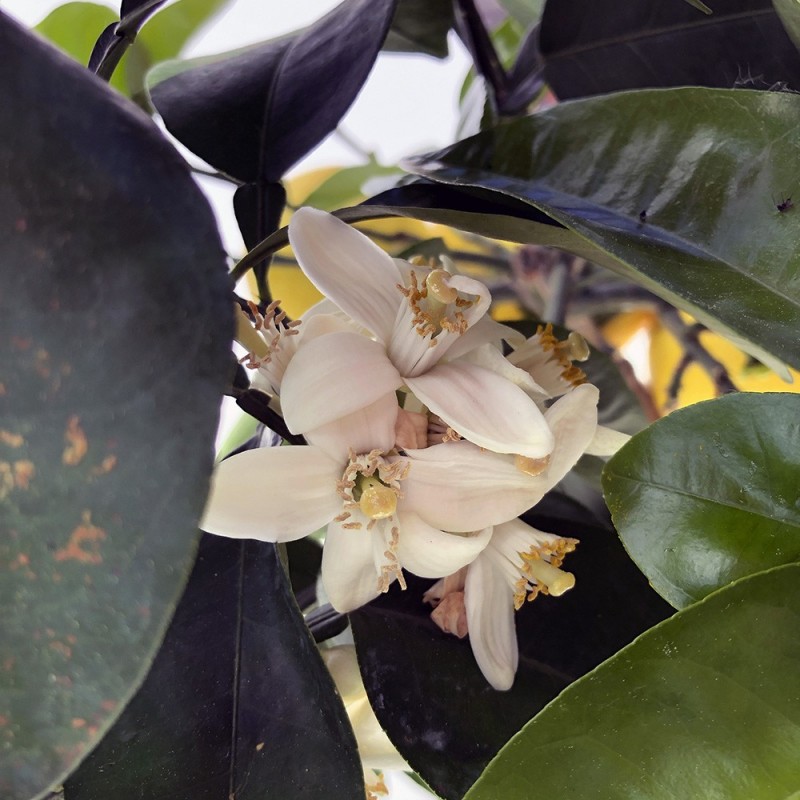 POMELOS JAUNE / Citrus paradisi fleurs