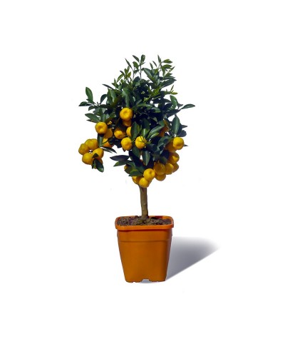 Calamondin plante en pot avec fruits