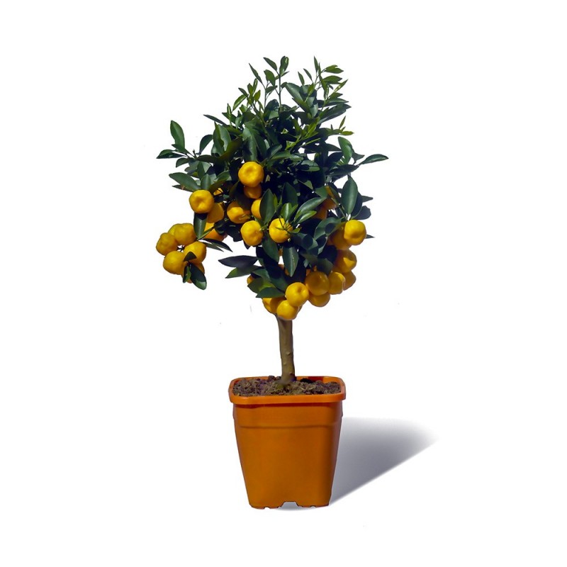 Calamondin plante en pot avec fruits