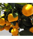 fruits de calamondin