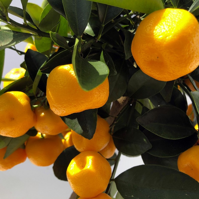 fruits de calamondin