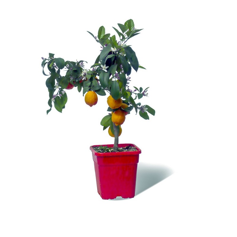 LIME ROUGE RANG PUR / Citrus limonia 'Osbeck' plante en pot