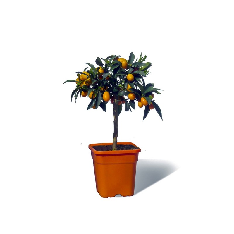 KUMQUAT OVALE / Fortunella japonica