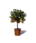 Calamondin plante en pot avec fruits