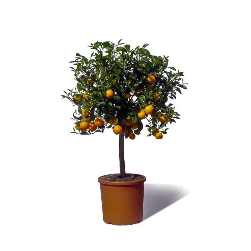 Calamondin plante en pot avec fruits