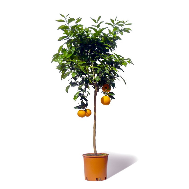 ORANGER SANGUINE / Citrus sinensis sanguinea plante en pot avec fruits
