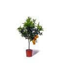 ORANGER SANGUINE / Citrus sinensis sanguinea plante en pot avec fruits