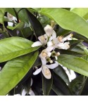 ORANGER SANGUINE / Citrus sinensis sanguinea fleurs et feuillage