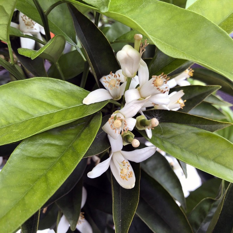 ORANGER SANGUINE / Citrus sinensis sanguinea fleurs et feuillage