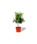 CLEMENTINIER / Citrus clementina plante en pot