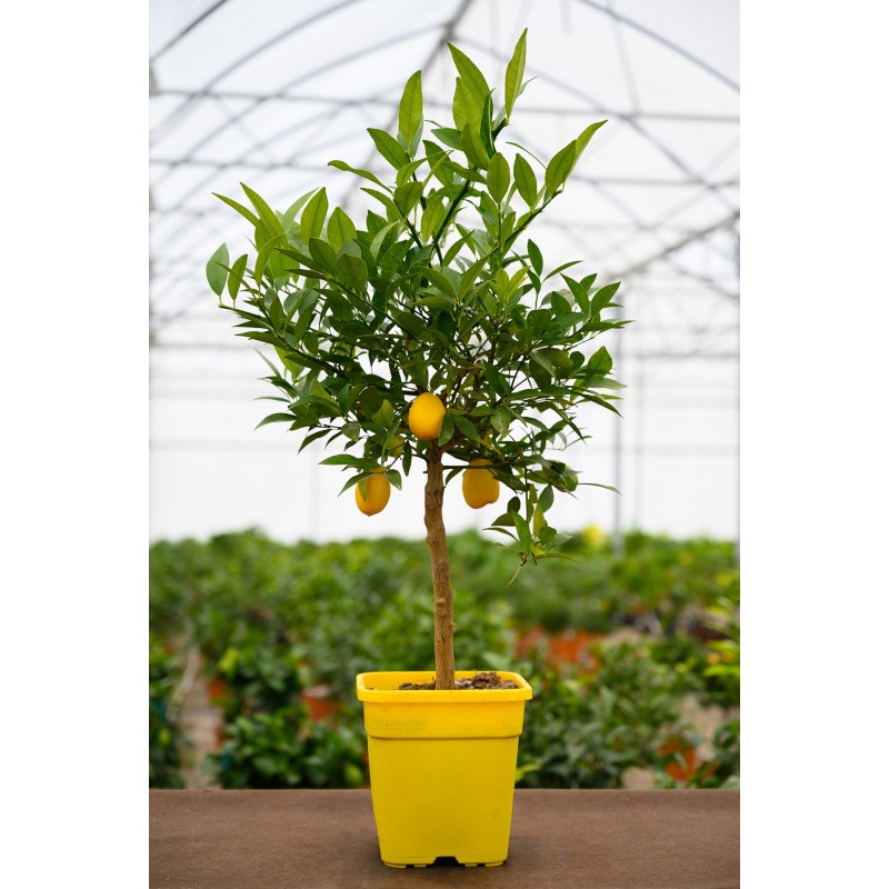 Citronnier Meyer | Citrus meyeri | Mon Orangerie
