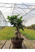 Ficus ginseng