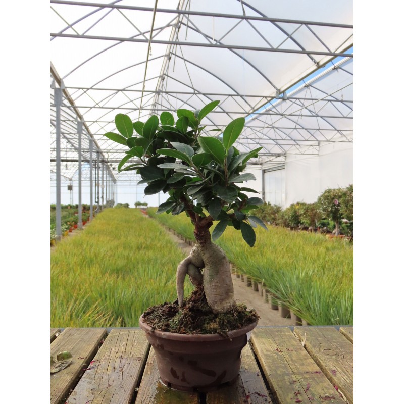 Ficus ginseng