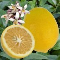 Citronnier Meyer fruits et fleurss