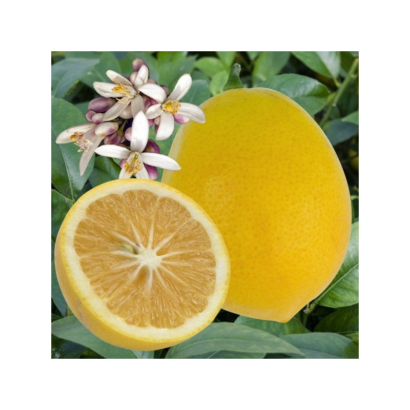 Citronnier Meyer fruits et fleurss