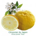 CITRONNIER YUZU /  Citrus limon