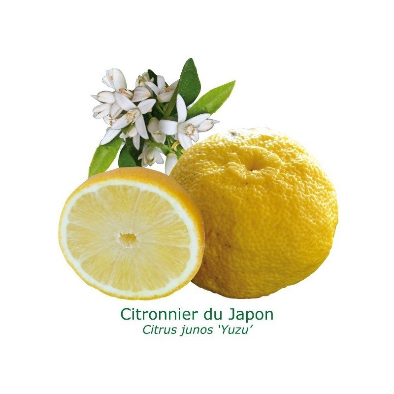 CITRONNIER YUZU / Citrus limon