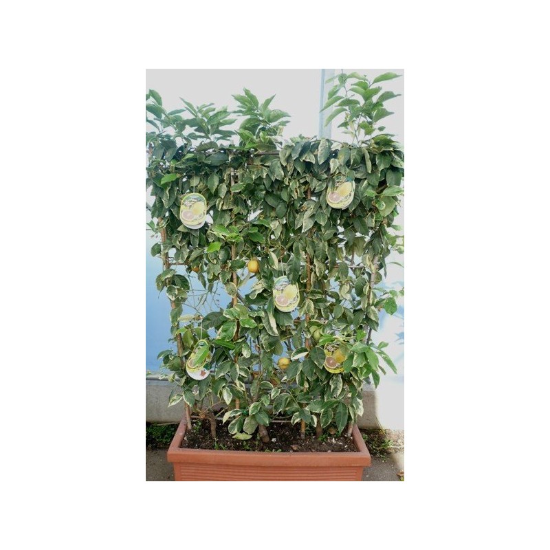 CITRONNIER 4 SAISONS PANACHE / Citrus lemon 'Variegata'