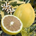 citronnier panaché