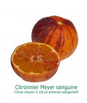 CITRONNIER MEYER SANGUINE / Citrus meyeri