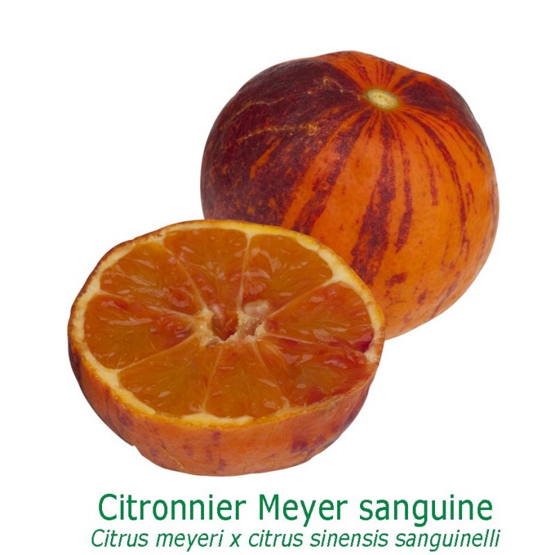CITRONNIER MEYER SANGUINE / Citrus meyeri