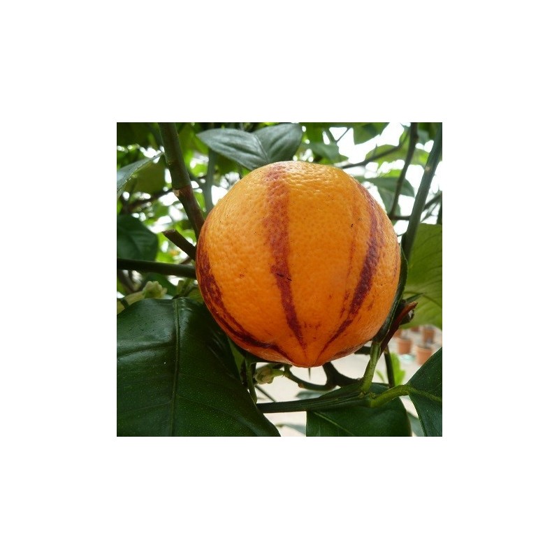 CITRONNIER MEYER SANGUINE / Citrus meyeri