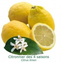 CITRONNIER 4 SAISONS /  Citrus limon