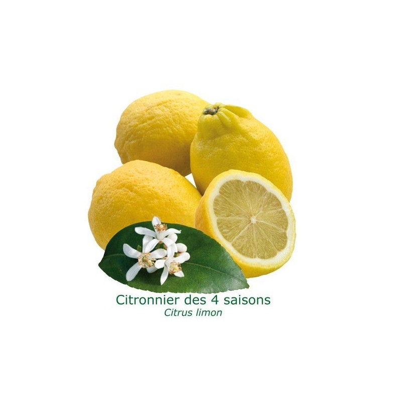 Citronnier des 4 saisons Bio