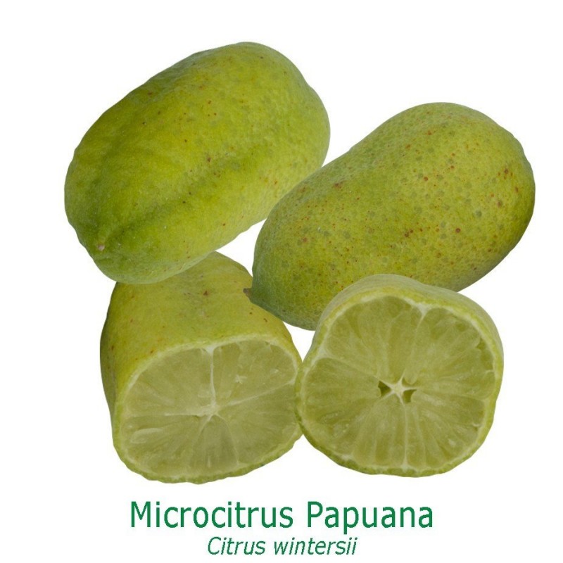 CITRONNIER PAPUANA / Citrus Papuana