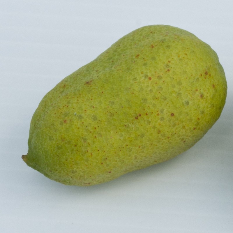 Citronnier caviar Papuana bio | Mon Orangerie
