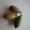 CITRON CAVIAR a fruit jaune / Microcitrus 