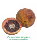 CLEMENTINIER SANGUINE  / Citrus clementina 'Sanguinelli'