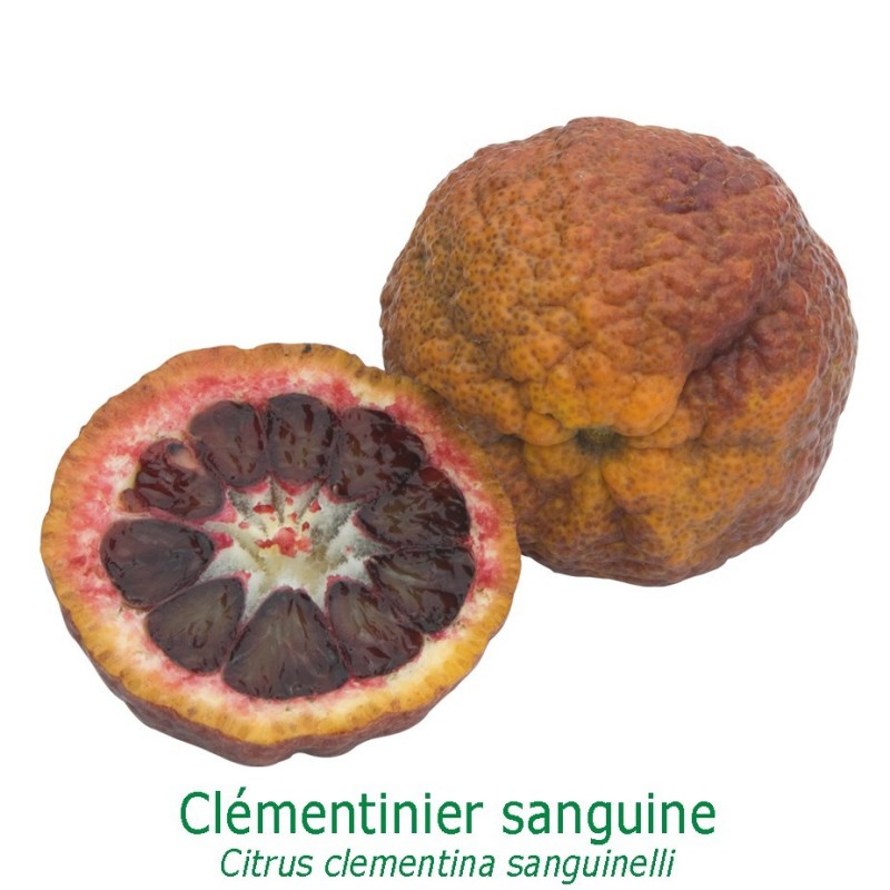 CLEMENTINIER SANGUINE / Citrus clementina 'Sanguinelli'