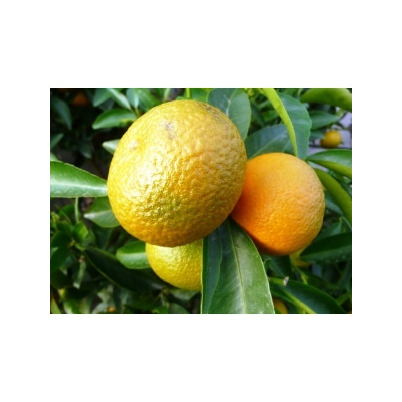 CLEMENTINIER / Citrus clementina clementine fruit sur arbre