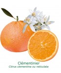 CLEMENTINIER / Citrus clementina