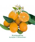 KUMQUATINE / Fortunella x Citrus clementina