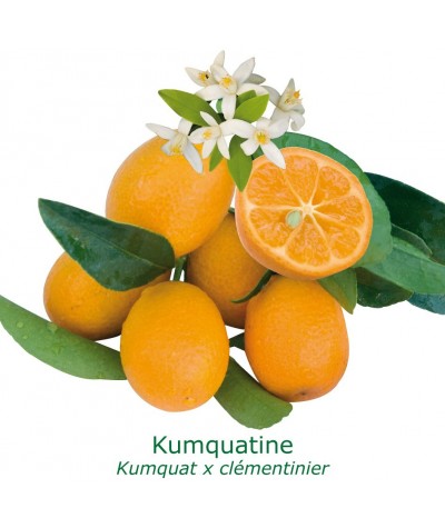 KUMQUATINE / Fortunella x Citrus clementina