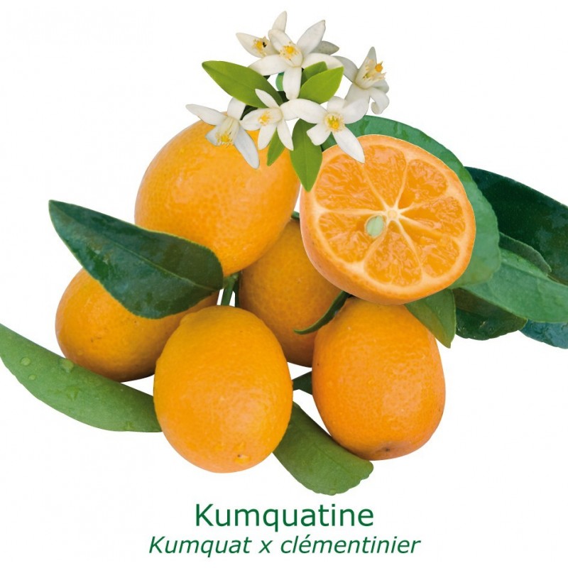 KUMQUATINE / Fortunella x Citrus clementina