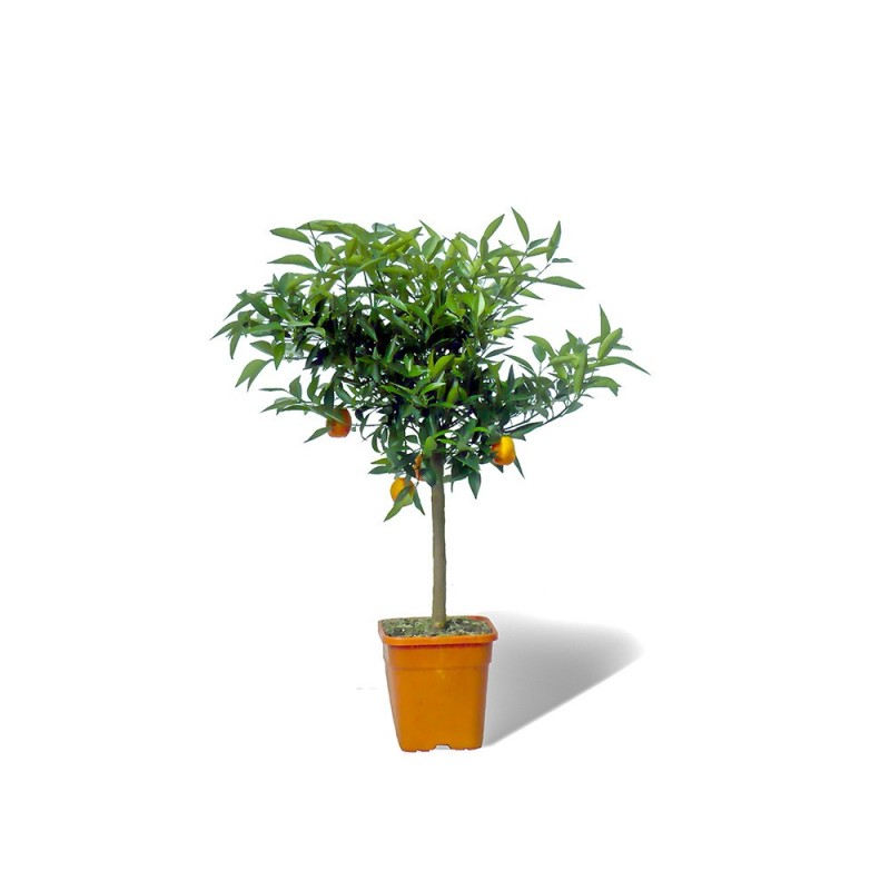 KUMQUATINE / Fortunella x Citrus clementina en pot