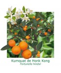 KUMQUAT DE HONG KONG / Citrus japonica hindsii