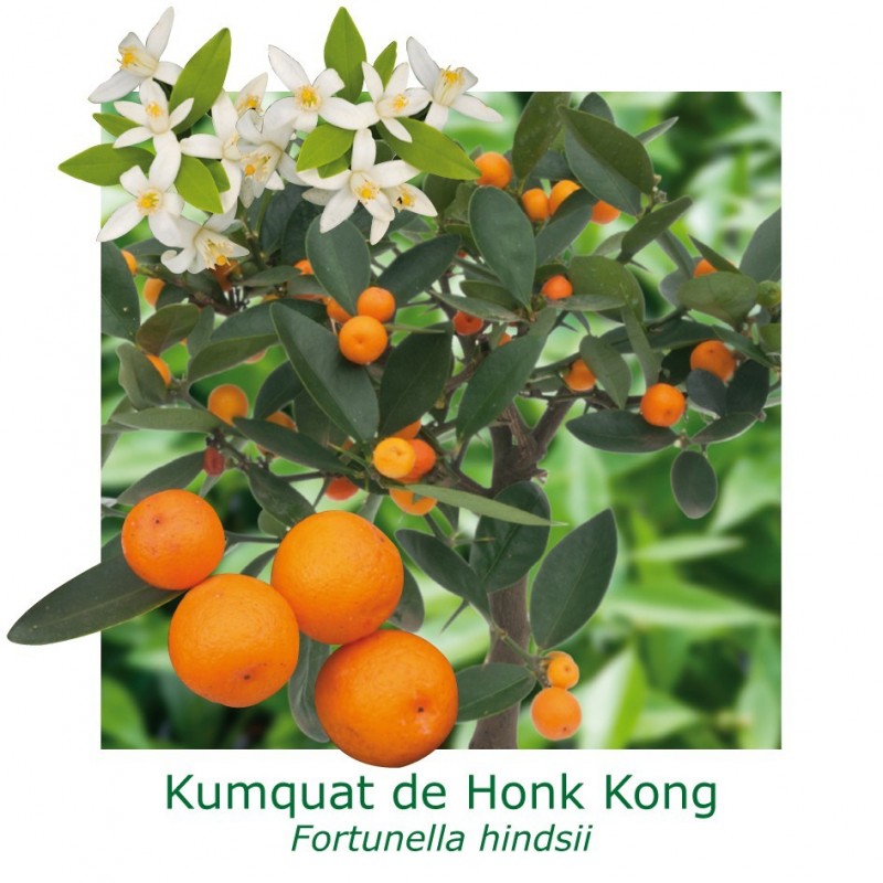 KUMQUAT DE HONG KONG / Citrus japonica hindsii