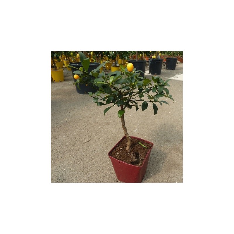 KUMQUAT DE HONG KONG / Citrus japonica hindsii en pot