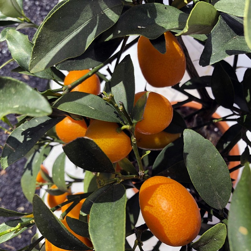 KUMQUAT DE HONG KONG / Citrus japonica hindsii fruits