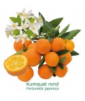 KUMQUAT ROND / Fortunella japonica