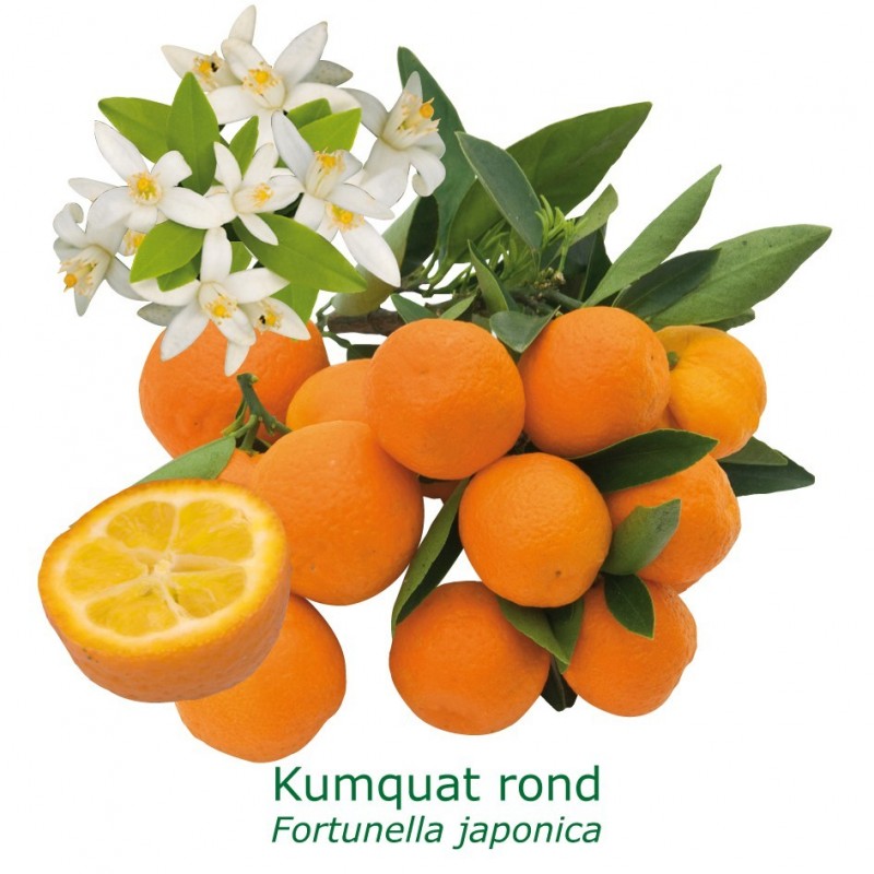 KUMQUAT ROND / Fortunella japonica